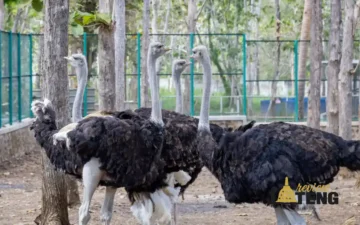 FKH UGM Resmikan Smart Veterinary Teaching Farm di Gunungkidul
